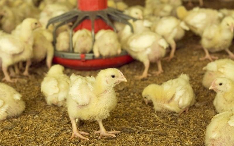 Se fijaron medidas extraordinarias para la autorizacin de ingreso de gentica aviar al pas