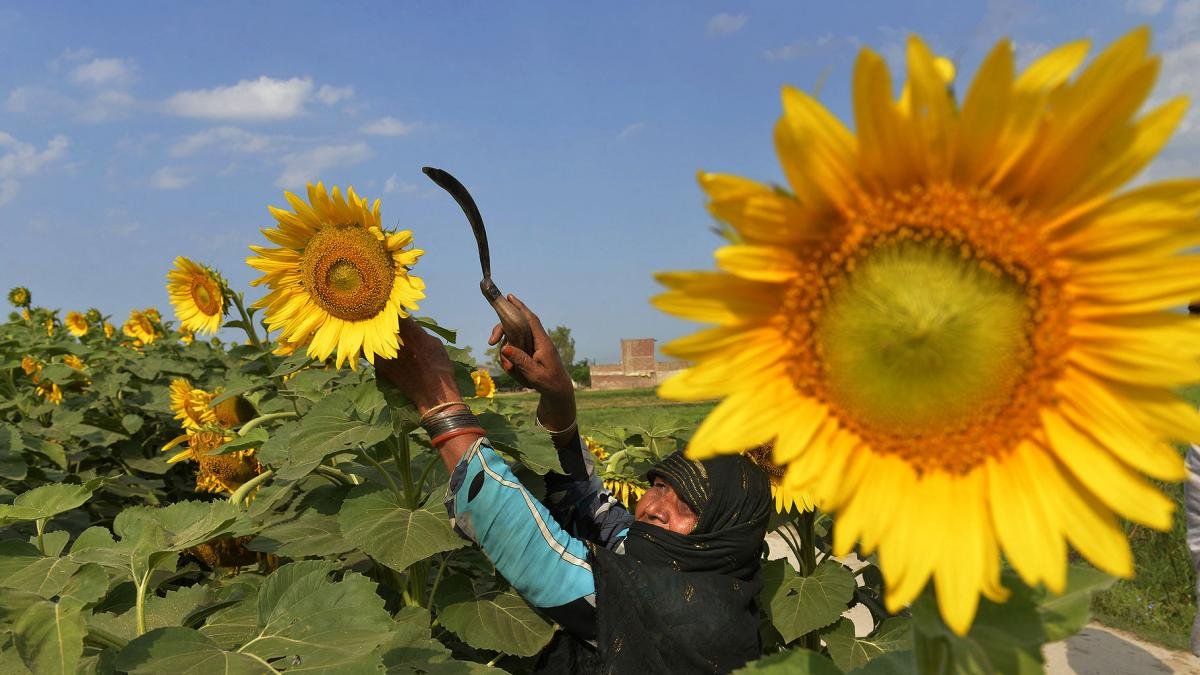 Segn la Bolsa de Comercio la baja productividad del girasol provoc una cada en los mrgenes para los productores Foto Archivo
