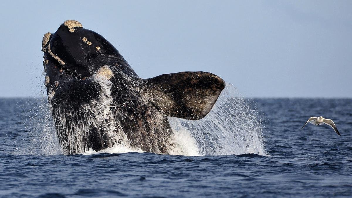 Temporada de ballenas 2023 en Chubut Foto Maxi Jonas
