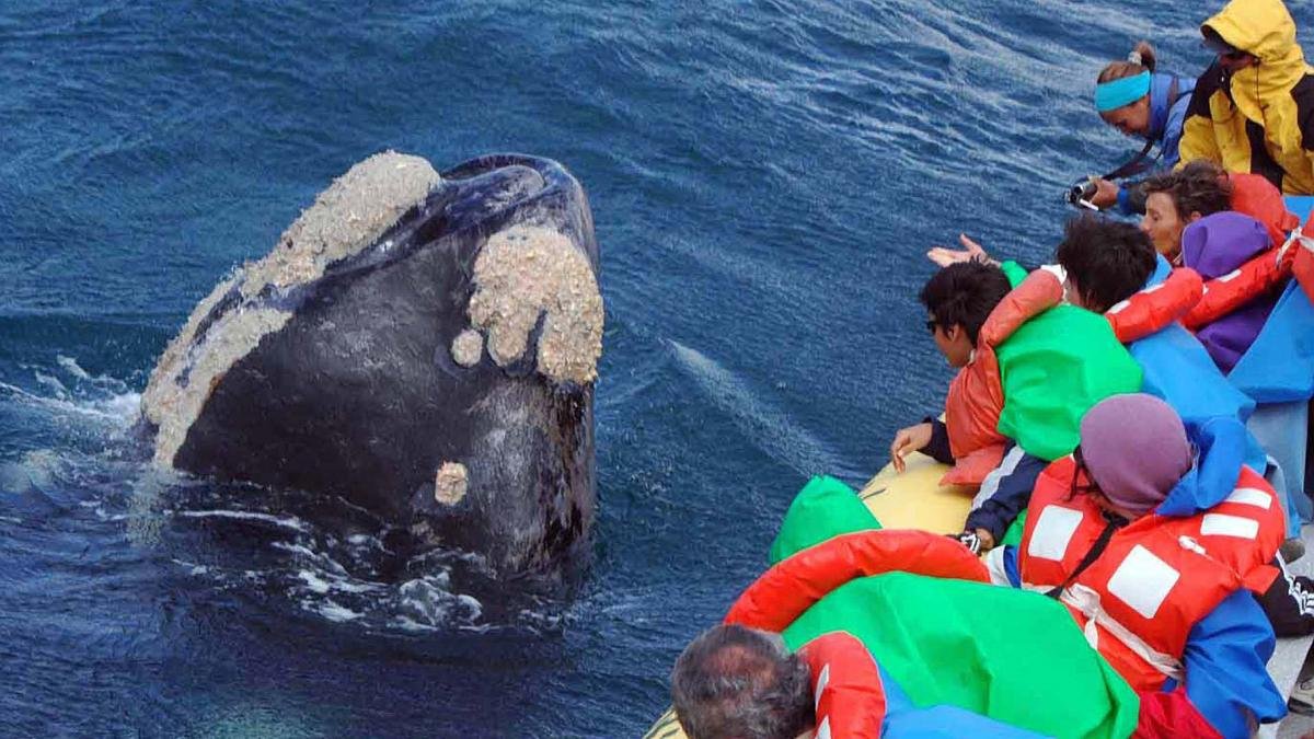 El avistamiento de ballenas en Puerto Madryn moviliza con fuerza la actividad en la regin patagnica Foto Maxi Jonas