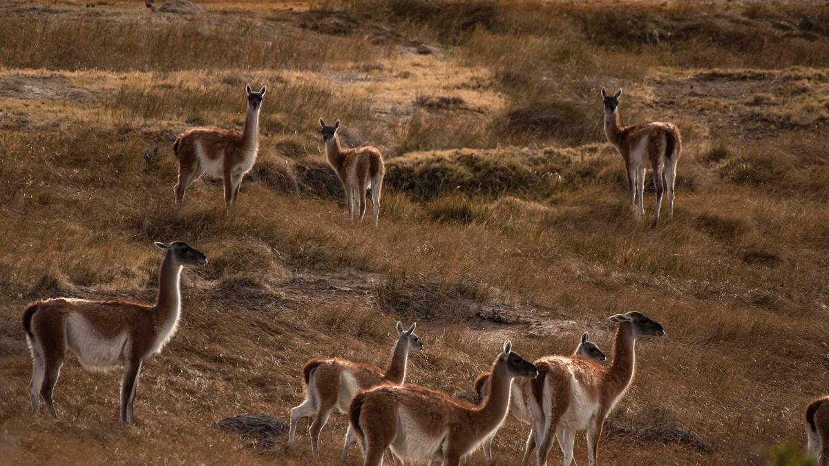 En la zona viven aves como el bho gigante tucquere y mamferos como zorros piches patagnicos y guanacosfoto prensa