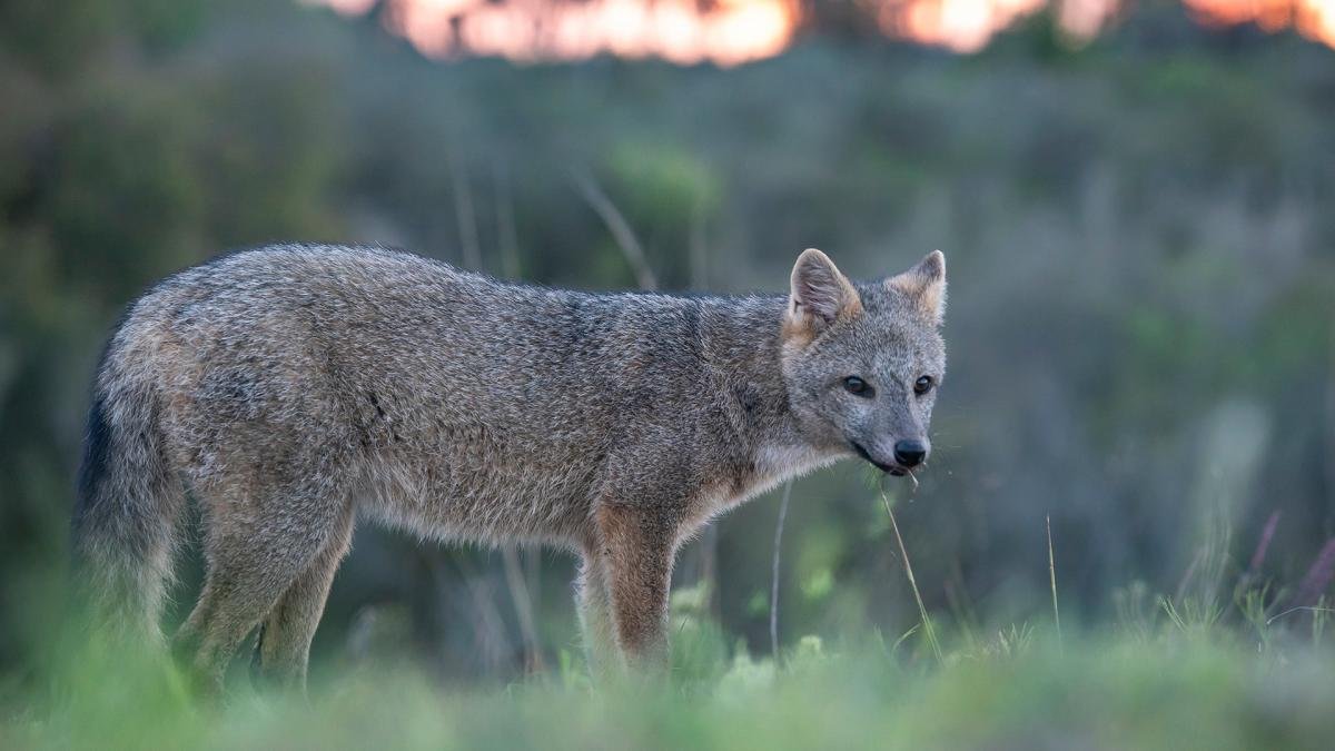 En el lugar habitan gran cantidad de animales que se cruzan constantemente por los senderos y caminos Foto Prensa