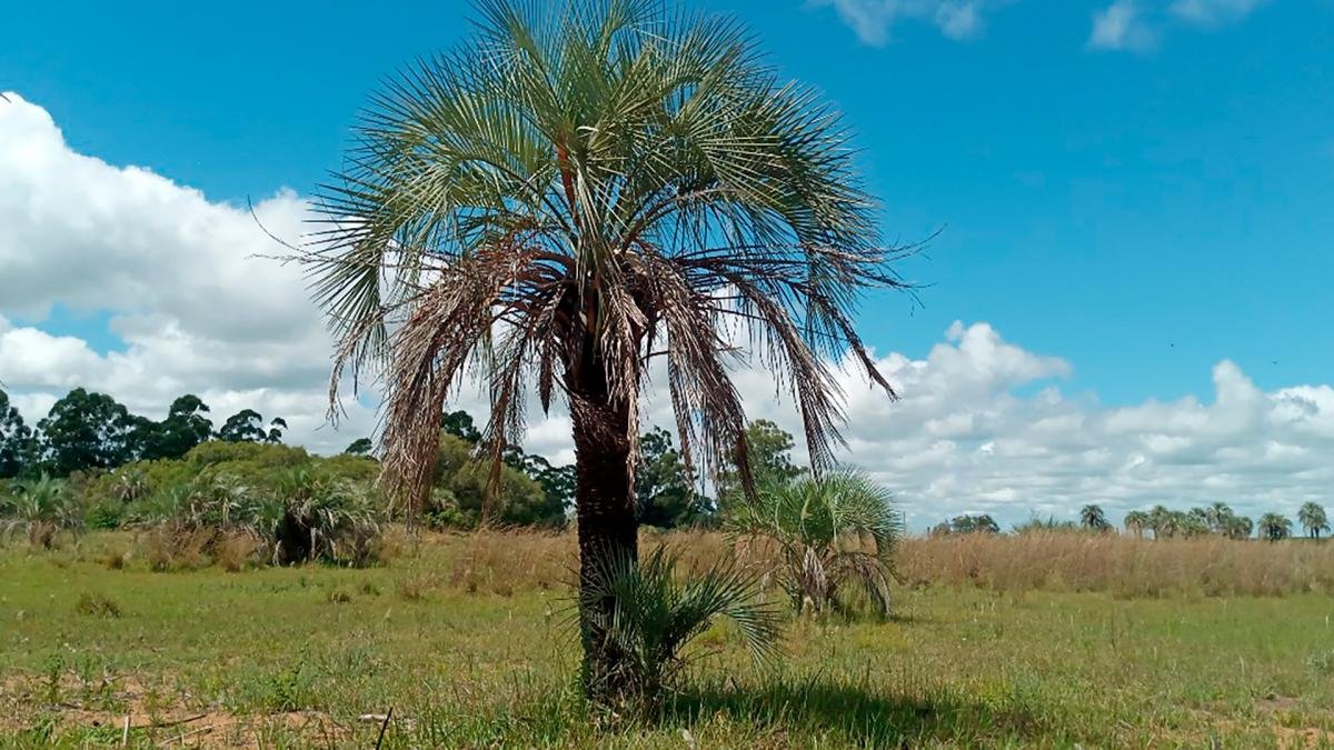 Palmera de Bonpland conocida cientficamente como Butia noblickii Foto Prensa