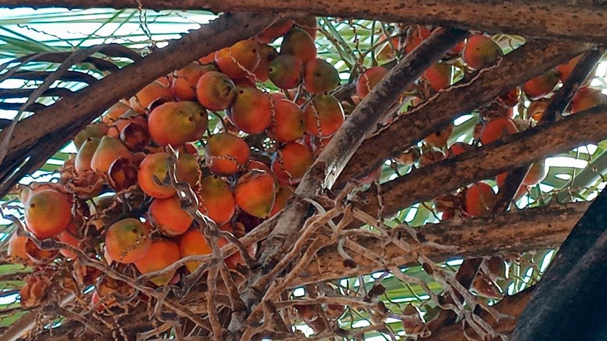 El fruto de esta palmera conocido como coquito de yatay es comestible Foto Prensa