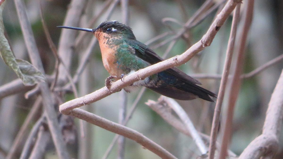 Son 17 las especies de colibres Foto Gentileza de Francisco Tboas