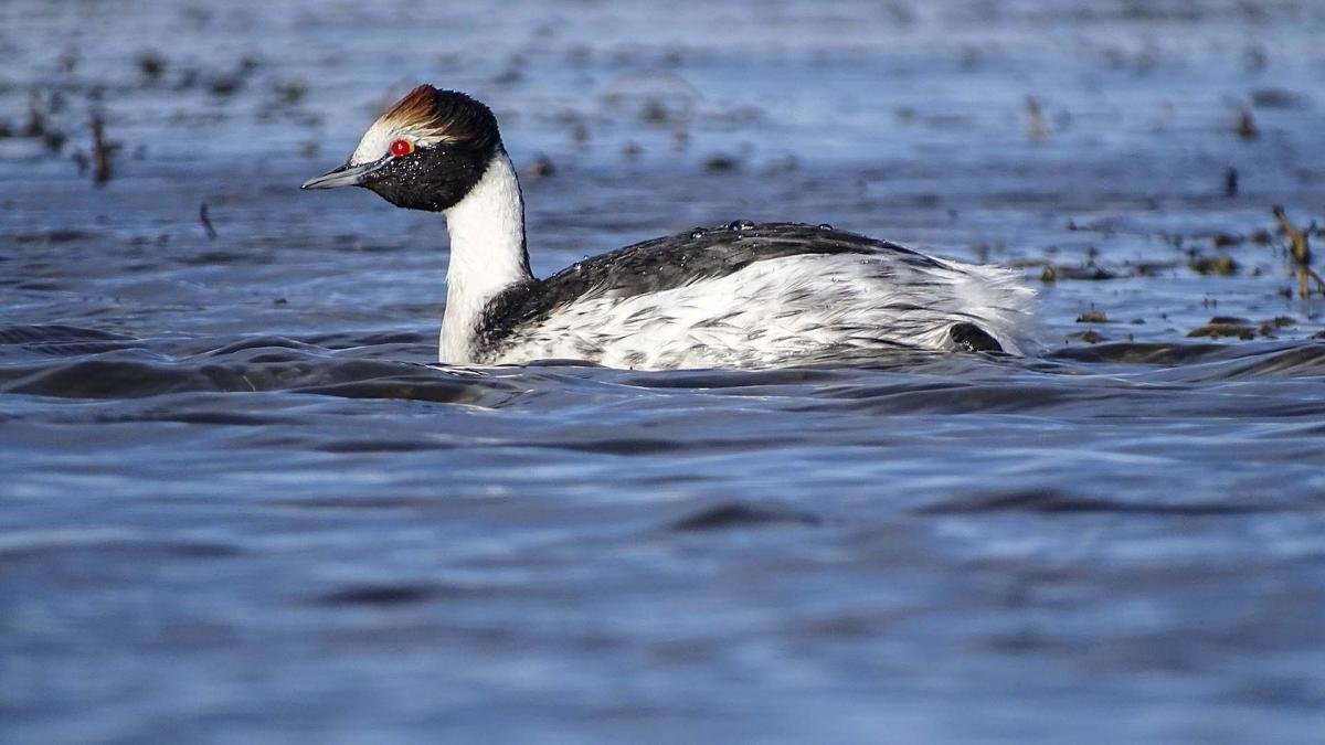 En invierno el mac tobiano puede verse en la desembocadura del ro Santa Cruz