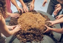 Con hongos y cartón reemplazan el telgopor y espumas en la construcción