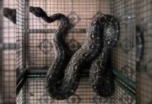 Córdoba: capturan una lampalagua de casi dos metros en una vivienda