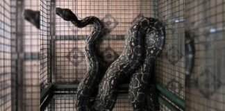 Córdoba: capturan una lampalagua de casi dos metros en una vivienda