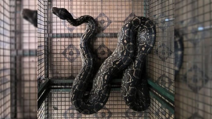 Córdoba: capturan una lampalagua de casi dos metros en una vivienda