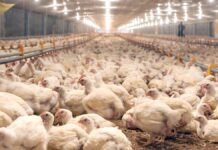 Detectaron el primer foco de gripe aviar en Córdoba: fue en Alejo Ledesma