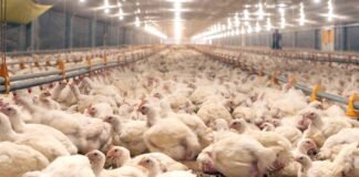 Detectaron el primer foco de gripe aviar en Córdoba: fue en Alejo Ledesma