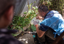 El Ministerio de Salud notificó otros tres casos de chikungunya en el interior provincial
