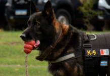 Se retira Buster, el perro antinarcóticos de la FPA con 100% de efectividad