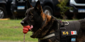 Se retira Buster, el perro antinarcóticos de la FPA con 100% de efectividad