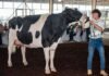 El preparador sanfrancisqueño de vacas lecheras que representará a Latinoamérica en Europa
