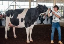El preparador sanfrancisqueño de vacas lecheras que representará a Latinoamérica en Europa