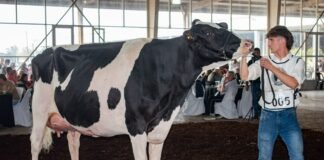 El preparador sanfrancisqueño de vacas lecheras que representará a Latinoamérica en Europa