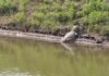 Reapareció el yacaré en la laguna del Parque Cincuentenario