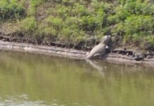 Reapareció el yacaré en la laguna del Parque Cincuentenario