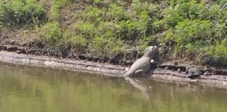 Reapareció el yacaré en la laguna del Parque Cincuentenario