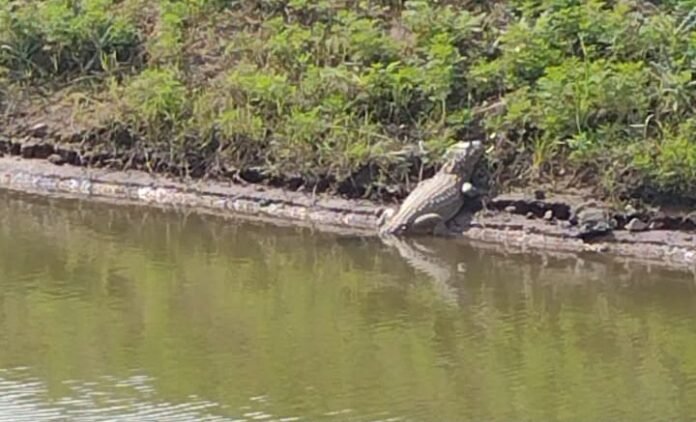 Reapareció el yacaré en la laguna del Parque Cincuentenario