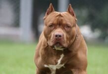 Una nena de 2 años fue atacada por un pitbull en San Francisco y quedó internada con heridas graves