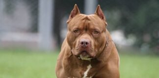 Una nena de 2 años fue atacada por un pitbull en San Francisco y quedó internada con heridas graves