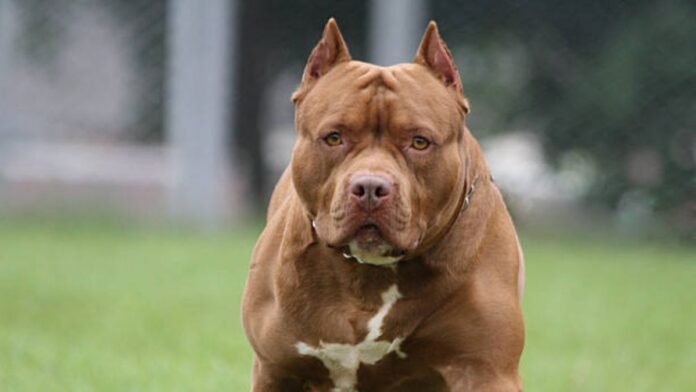 Una nena de 2 años fue atacada por un pitbull en San Francisco y quedó internada con heridas graves